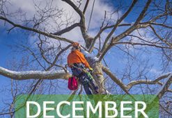 december1