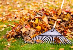 landscape maintenance 061