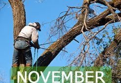 november1