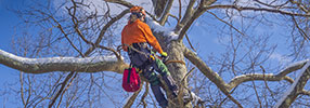 Tree Services